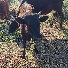 Gulajyn göle 1.3 aýlyk