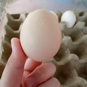 BRAMA TOWUKLARYN ÝUMURTGASY