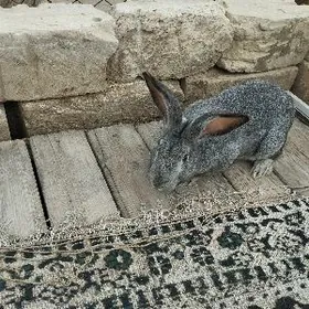 кролик самец