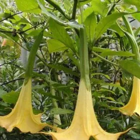 ТРУБЫ АНГЕЛОВ (БРУГМАНСИЯ)