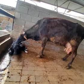 ARGINAL  ŞIWET  SYGYR