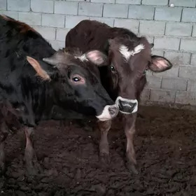 Bakylyp duran. 1ýaşap geçen