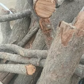 saslyk ucin agac Odun,agac.