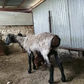 goyun berre geci owlakly