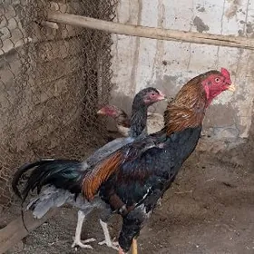 хораз товук