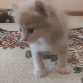 Pisijekler котята