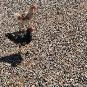 Loman brawun Dominant horozlar