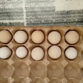 Brama, sesarka yumurtga