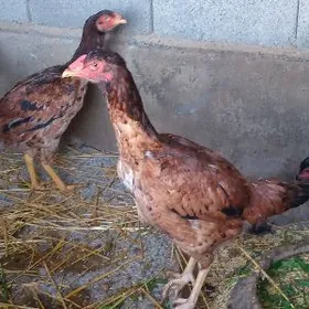 taşkent bayes ýumurtga