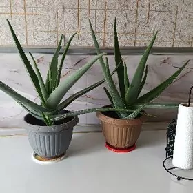 aloe dermanlyk. Алоэ лекарств.