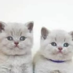 шотландцы страйт лиловые