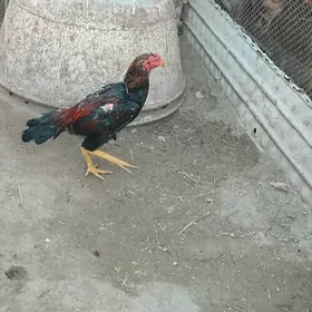 baýsow tohuma zor zat tohum Öz