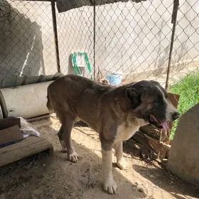 Turkmen alabaı ıt gujık