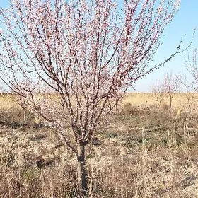 ekarancylyk ekincilik