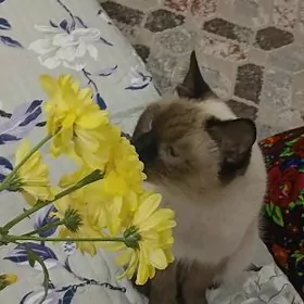 сиямский пишик