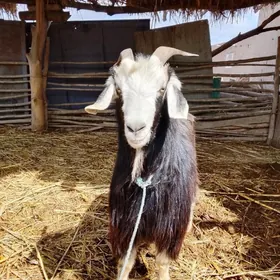 Gysyr geçi oñuşup bolýa