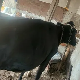 suytli satlik mallar