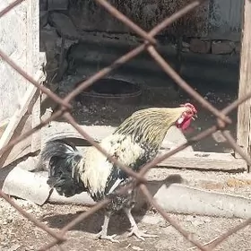 Ташкент хораз