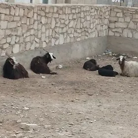 Ekiz guzuly goýun we awlakly g