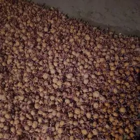 Картошка тохум