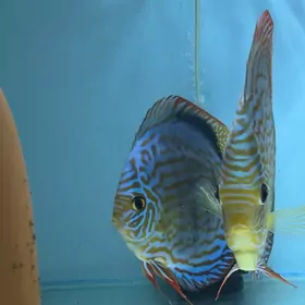 дискусы малышы 3см