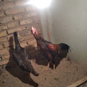 Samo kareý horaz juje