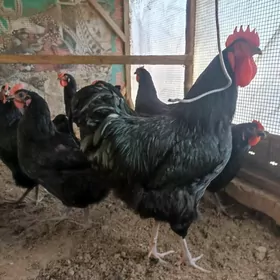 jerski. gigant жерски гигант