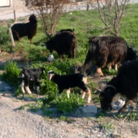 geçi owlakli bahalar herkili