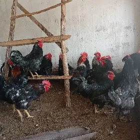 Джерси гигант хоразлар