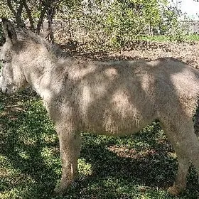 eşek araba dört tekerli