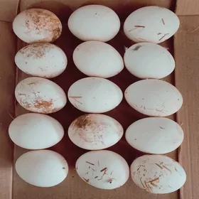 Arassa ketek yumurtgalar