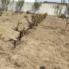 Сортовой виноград