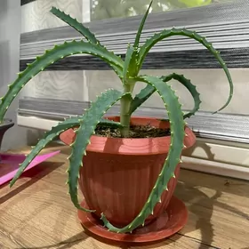 комнатные цеты /oy ucin guller