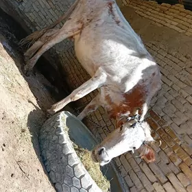 oy haywanlar uly goleli sygyr