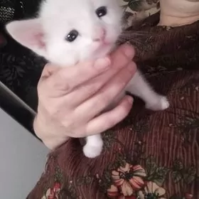 домашнее животное