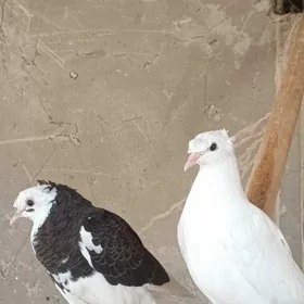 Kepderi ak.gara-ala.