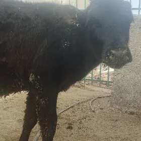 Çorny pýoster Tüwe