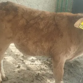 Gibrit Galşteýn Öküzçe