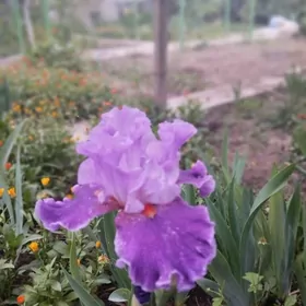 ирисы