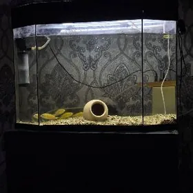 Аквариум с цихлидами