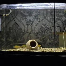 Аквариум с цихлидами