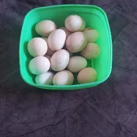 yumurta bastırmak için