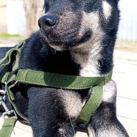 Собака авчарка с хаски