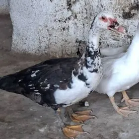 indautka ördek horoz