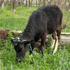 Tüwe mal şwet Sygyr