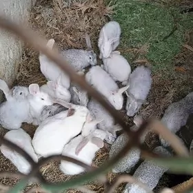 Polvelikan towşanlar