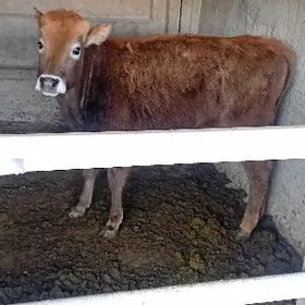 uly tuwe şwes tohum