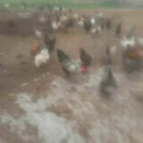 barama towuk horazla