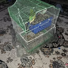 Öýde saklanýan Gus