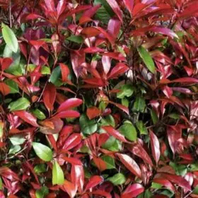 Кустарник Фотиния